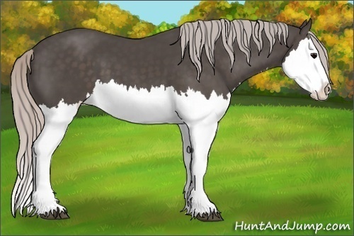 Horse Color:Silver Black Splash 