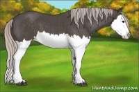 Horse Color:Silver Black Splash