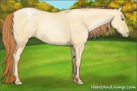 Horse Color:Classic Champagne Pearl Dun 