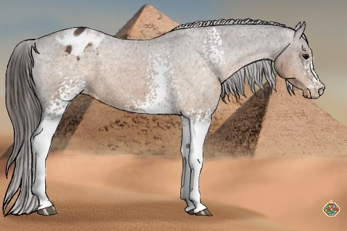 Horse Color:White Spotted Buckskin Sabino Appaloosa 