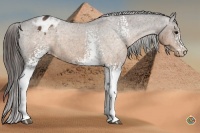Horse Color:White Spotted Buckskin Sabino Blanket