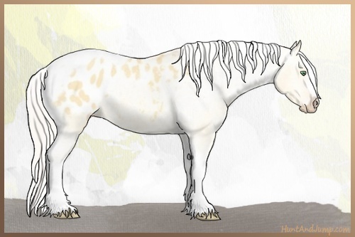 Horse Color:Silver Sable Cream Champagne Roan Dun Splash Tobiano Frame Appaloosa Rabicano
