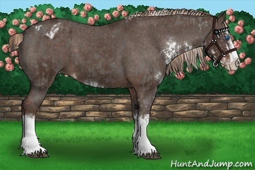 Horse Color:Grullo Sabino Splash and Liver Chestnut Sabino Splash Varnish