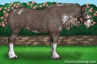 Horse Color:Grullo Sabino Splash and Liver Chestnut Sabino Splash Varnish