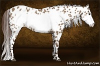 Horse Color:Liver Red Dun Frame Appaloosa 