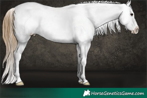 Horse Color:Buckskin Splash Appaloosa Rabicano 