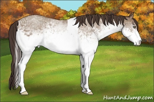 Horse Color:White Spotted Classic Champagne Tobiano