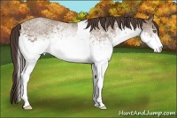 Horse Color:White Spotted Classic Champagne Tobiano 