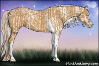 Horse Color:Cremello Roan Splash Appaloosa and Palomino Splash Tobiano