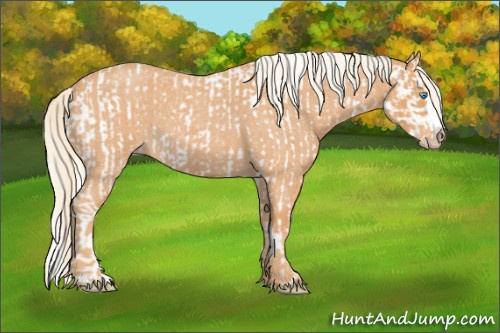 Horse Color:Gray White Spotted Cremello Roan Splash and Gray Cremello Roan Splash