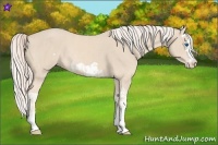 Horse Color:Cremello Splash  and Cremello Splash Frame 