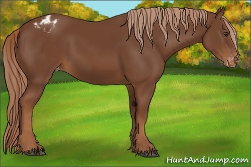 Horse Color:Chestnut Appaloosa 