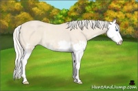Horse Color:Cremello Splash and Cremello Splash Rabicano