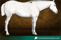 Horse Color:Silver Amber Champagne Dun Sabino Splash Frame Appaloosa