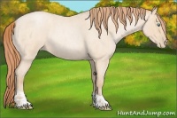 Horse Color:Buckskin Roan Pearl  and Buckskin Roan Pearl 