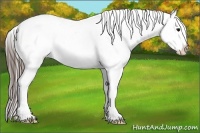 Horse Color:Blue Roan Splash Frame Appaloosa 