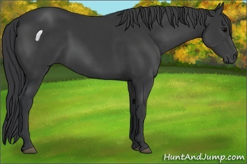 Horse Color:Black 