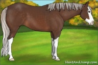 Horse Color:Silver Bay Splash 