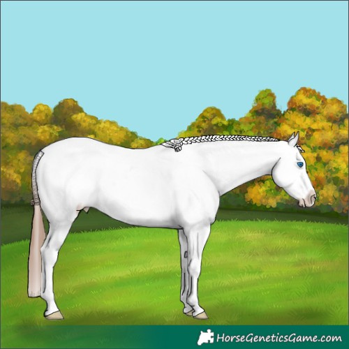 Horse Color:Chestnut Splash Blanket Rabicano