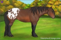 Horse Color:Bay Appaloosa