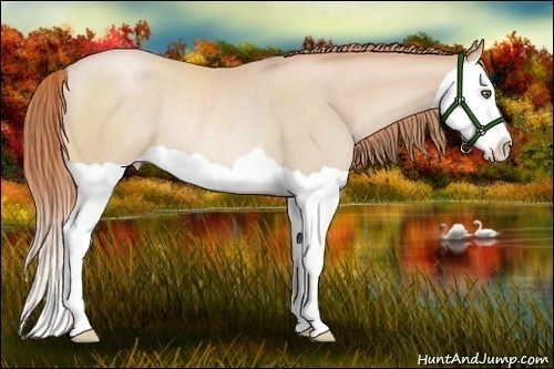 Horse Color:Buckskin Pearl Splash Rabicano