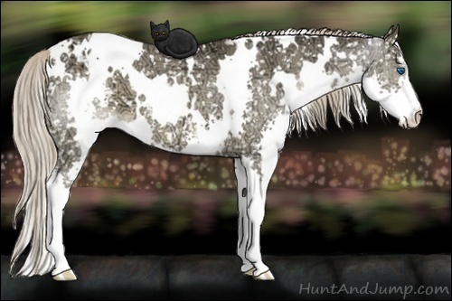 Horse Color:White Spotted Liver Chestnut Ice Splash Appaloosa 