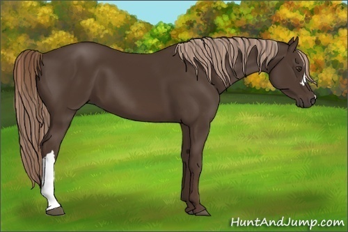 Horse Color:Liver Chestnut 