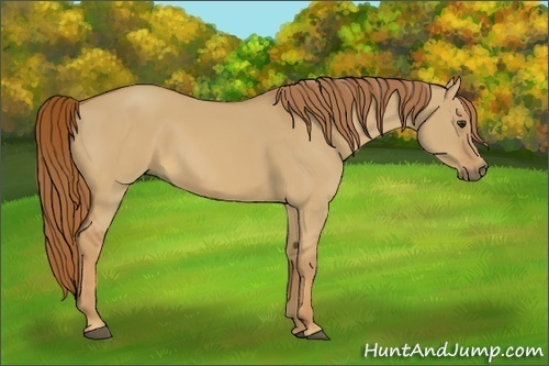 Horse Color:Red Dun 