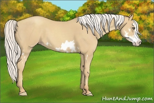 Horse Color:Silver Classic Cream Champagne Splash Frame 