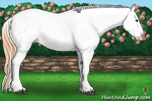 Horse Color:White Spotted Buckskin Appaloosa 