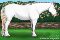Horse Color:White Spotted Buckskin Appaloosa 