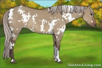 Horse Color:White Spotted Chocolate Silver Grullo 