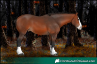Horse Color:Brown Splash