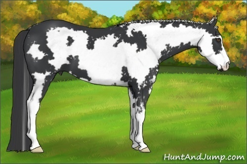 Horse Color:White Spotted Black Frame 