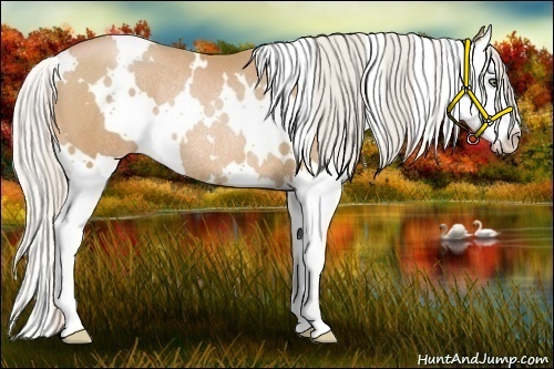 Horse Color:White Spotted Silver Bay Pearl Splash Rabicano 
