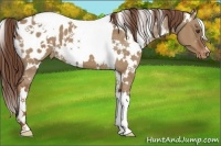 Horse Color:White Spotted Red Dun Appaloosa