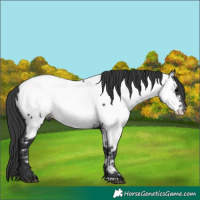 Horse Color:Black Near Fewspot