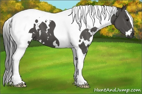 Horse Color:White Spotted Black Tobiano