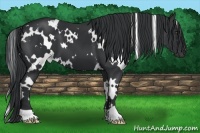 Horse Color:White Spotted Black