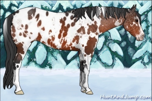 Horse Color:White Spotted Brown Sabino Blanket 