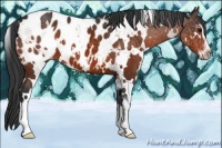 Horse Color:White Spotted Brown Sabino Blanket 