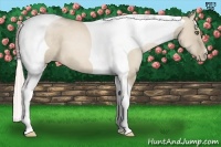 Horse Color:Chocolate Palomino Pearl Dun Tobiano