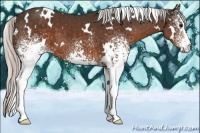 Horse Color:White Spotted Silver Brown