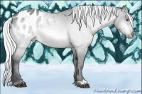 Horse Color:Silver Brown Chinchilla Appaloosa 