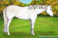 Horse Color:White Spotted Perlino Splash 
