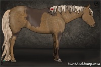 Horse Color:Liver Chestnut  and Chocolate Palomino Rabicano 