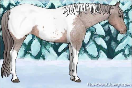Horse Color:Bay Tobiano Appaloosa Rabicano 
