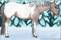 Horse Color:Bay Tobiano Appaloosa Rabicano