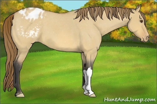 Horse Color:Buckskin Roan Dun Varnish