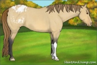 Horse Color:Buckskin Roan Dun Varnish